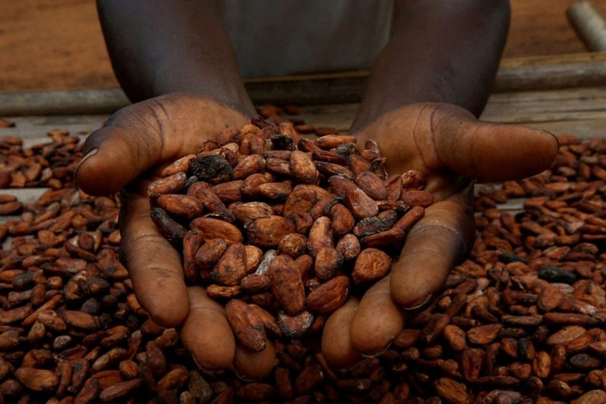 FG Rules Out Ban on Raw Cocoa Exports, Prioritises Local Processing