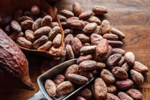Nigeria’s Cocoa Exports to US Surge to $142m as Government Pushes Local Processing