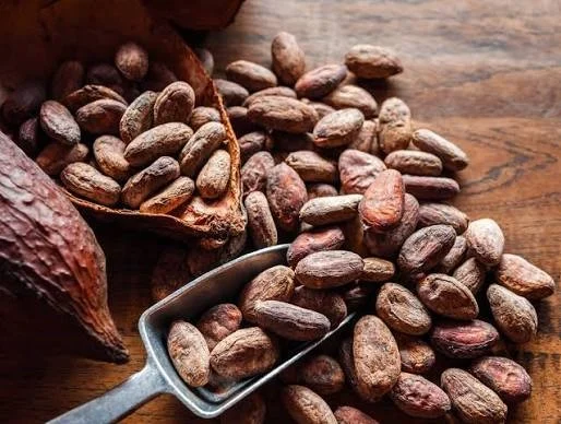 Nigeria’s Cocoa Exports to US Surge to $142m as Government Pushes Local Processing